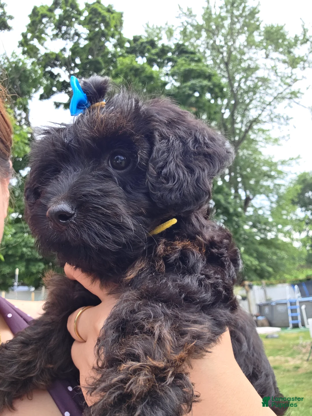 Yorkiepoo dogs for sale: Yorkiepoo 2 Yellow Collar - Ad 2