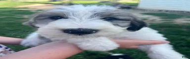 Sheepadoodle 2