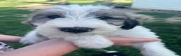 Sheepadoodle dogs for sale: Sheepadoodle 2 - Ad 1