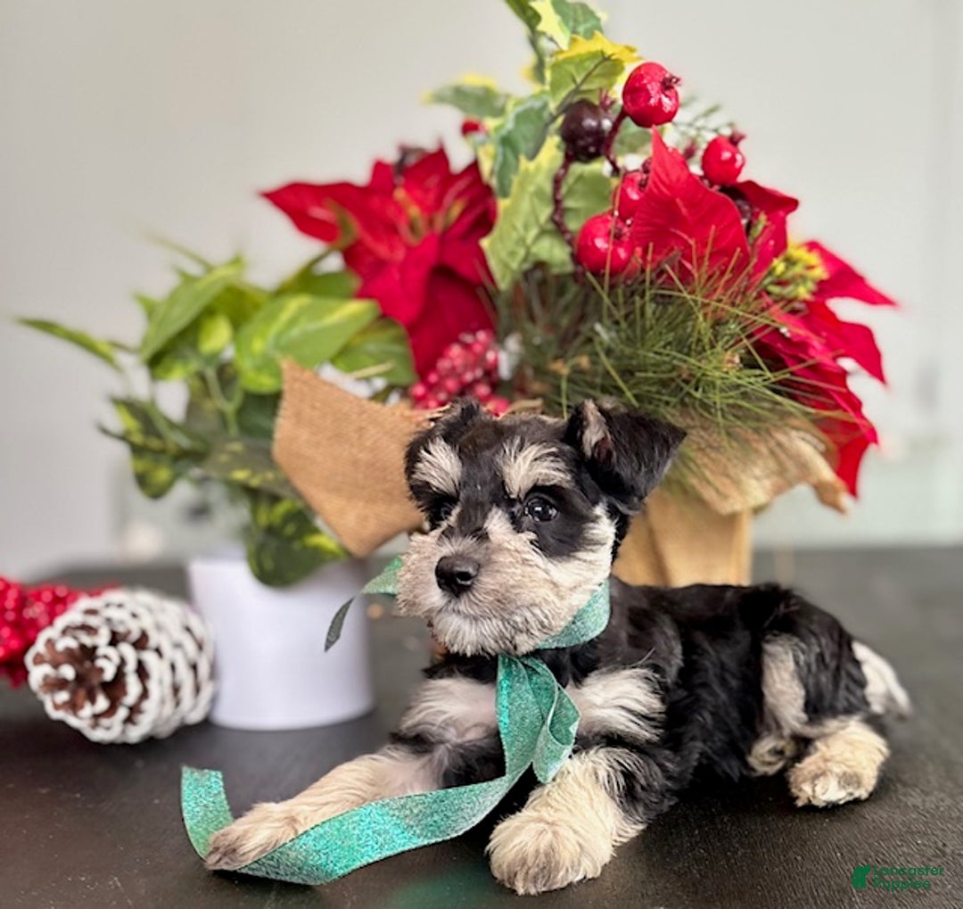Miniature Schnauzer dogs for sale: Sparky - Ad 13