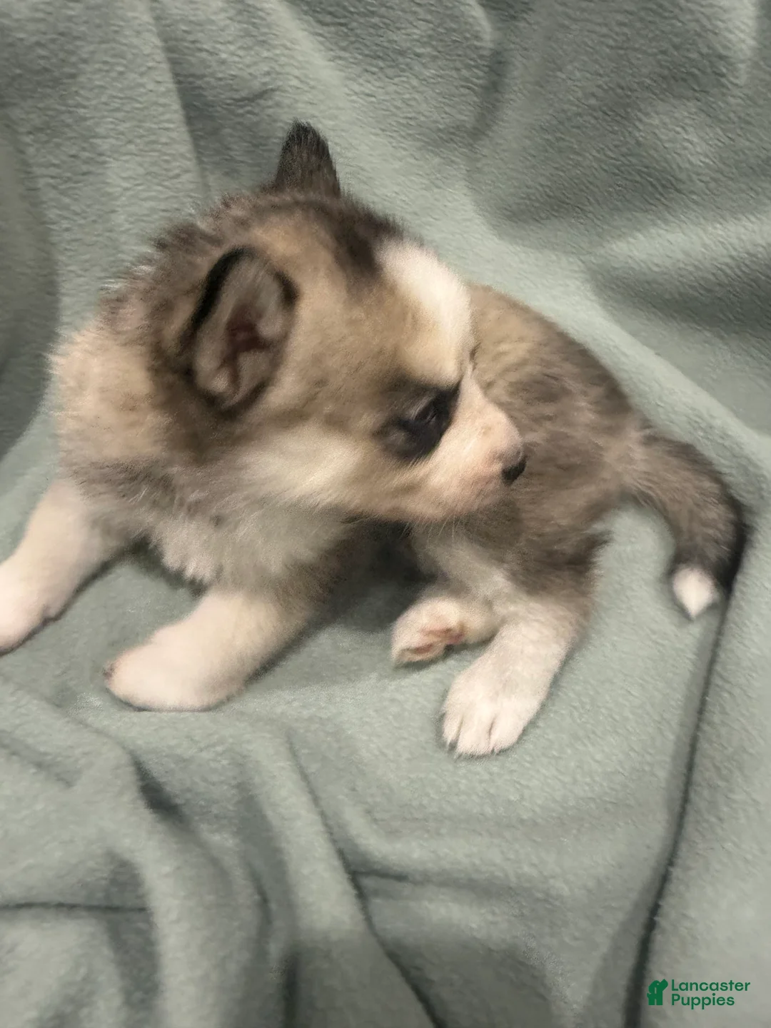 Alaskan Husky dogs for sale: Lilo the Alaskan Husky Puppy  - Ad 1