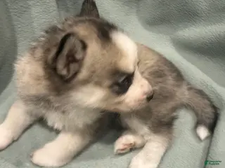 Alaskan Husky dogs Lilo the Alaskan Husky Puppy - Ad 1