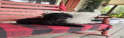 Cavapoo dogs for sale: Ethan - Ad 2