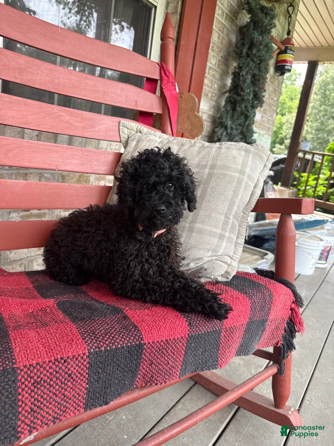 Cavapoo dogs for sale: Ethan - Ad 2