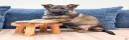 German Shepherd dogs for sale: Juneau - Ad 2
