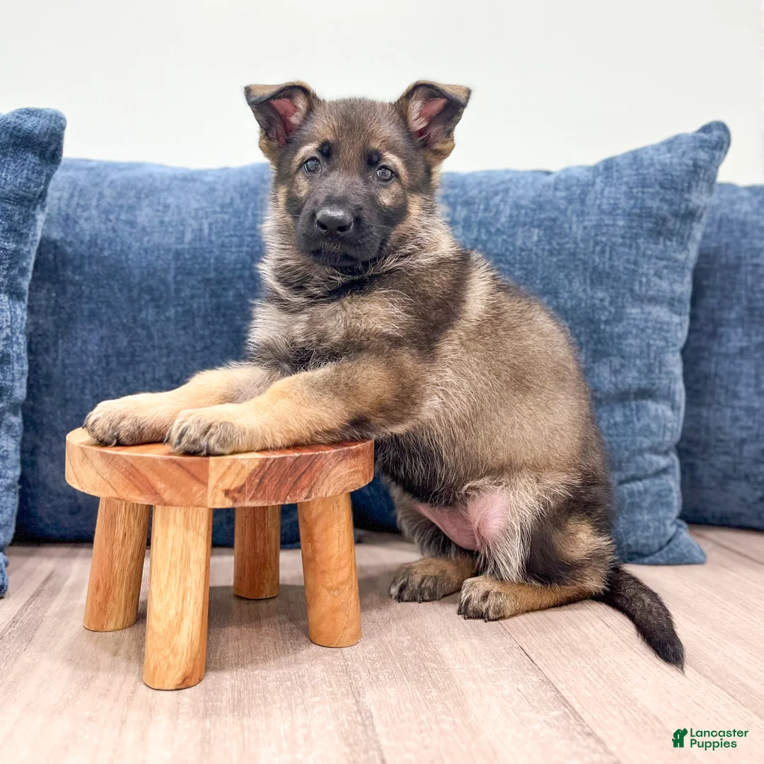 German Shepherd dogs for sale: Juneau - Ad 2