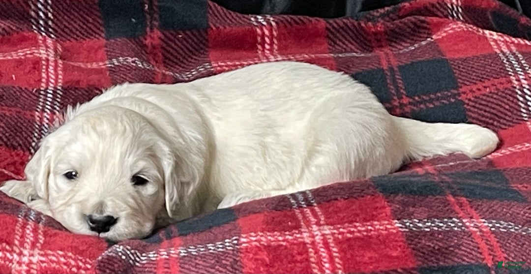 Golden Retriever dogs for sale: Samson - Ad 6