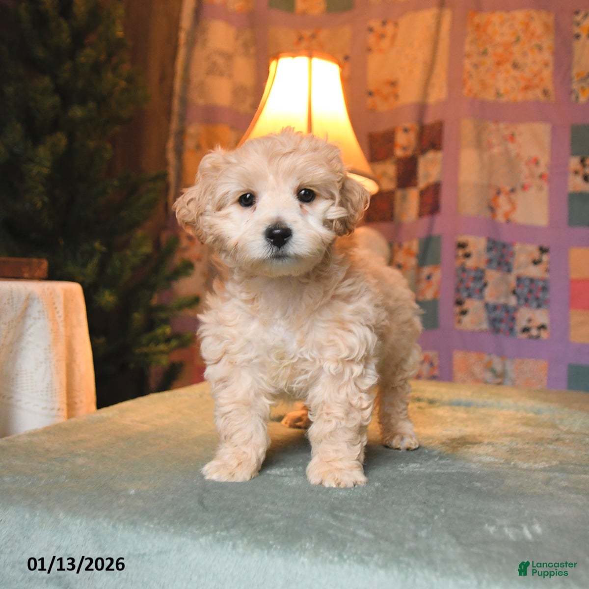 Mini Aussiedoodle dogs Prancer  - Ad 8