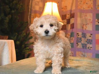 Mini Aussiedoodle dogs Prancer - Ad 8