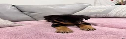 Rottweiler dogs for sale: Rottweiler Puppy 3 - Ad 7