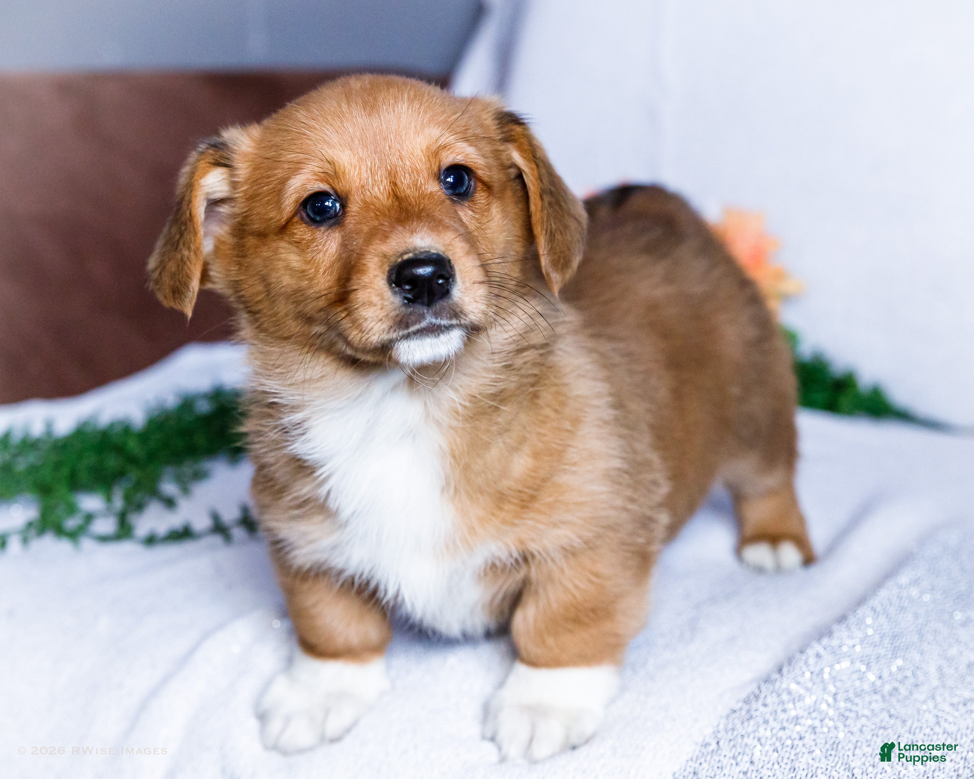 Mixed Breed dogs Boots - Ad 1