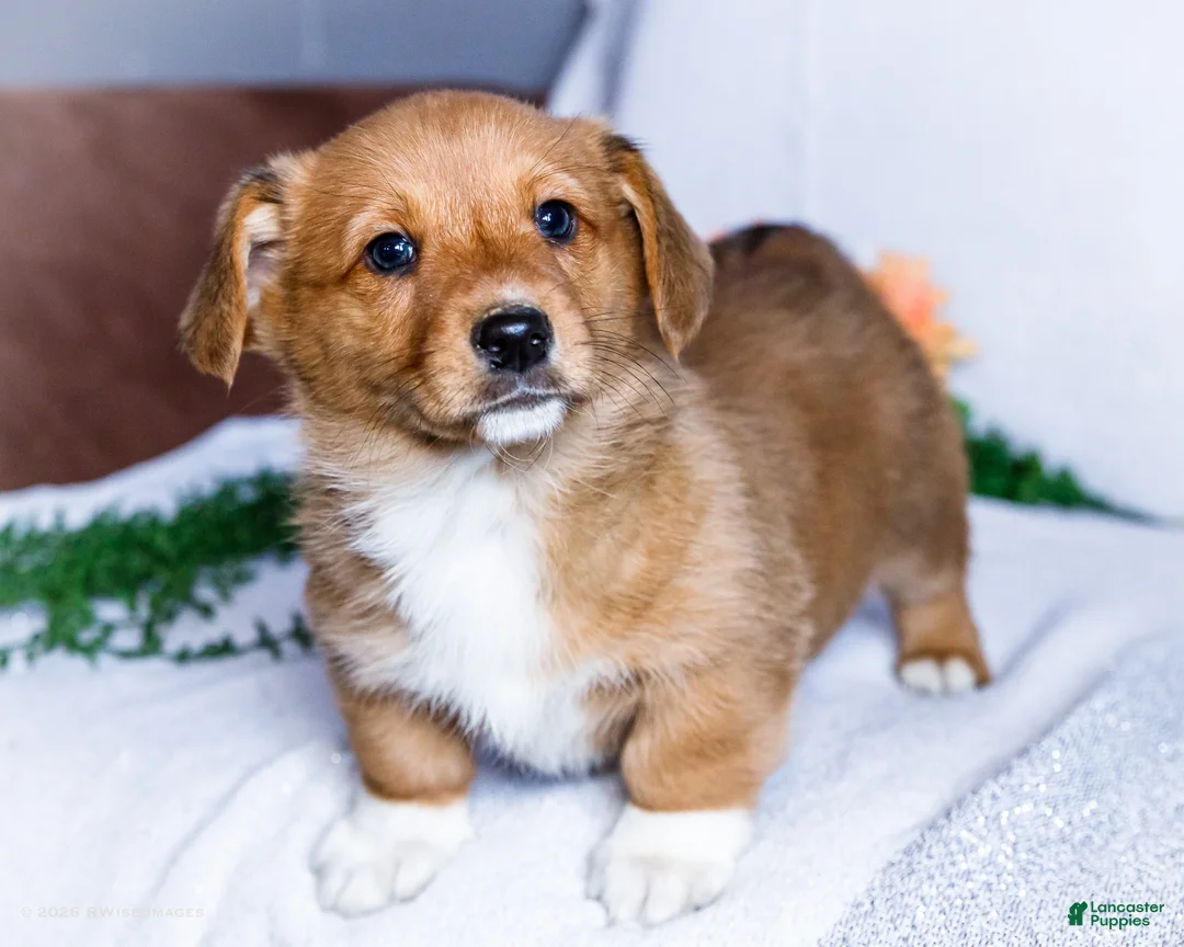 Mixed Breed dogs for sale: Boots - Ad 1