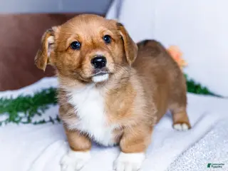 Mixed Breed dogs for sale: Boots - Ad 3