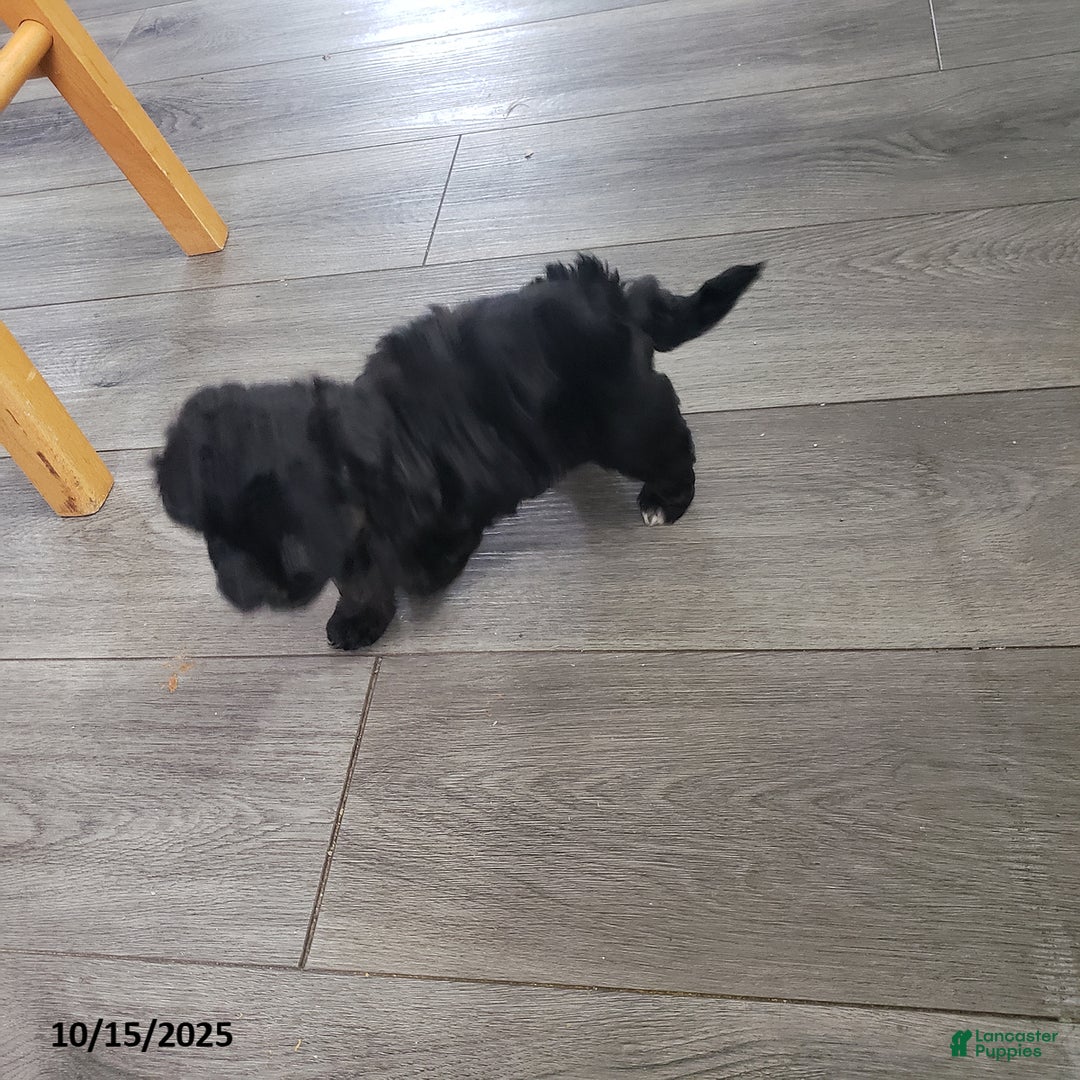 Shihpoo dogs for sale: Ava  - Ad 7