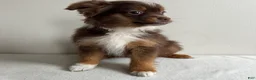 Toy Australian Shepherd dogs for sale: Petey - Ad 5