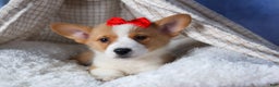 Welsh Corgi Pembroke dogs for sale: Mack - Ad 14