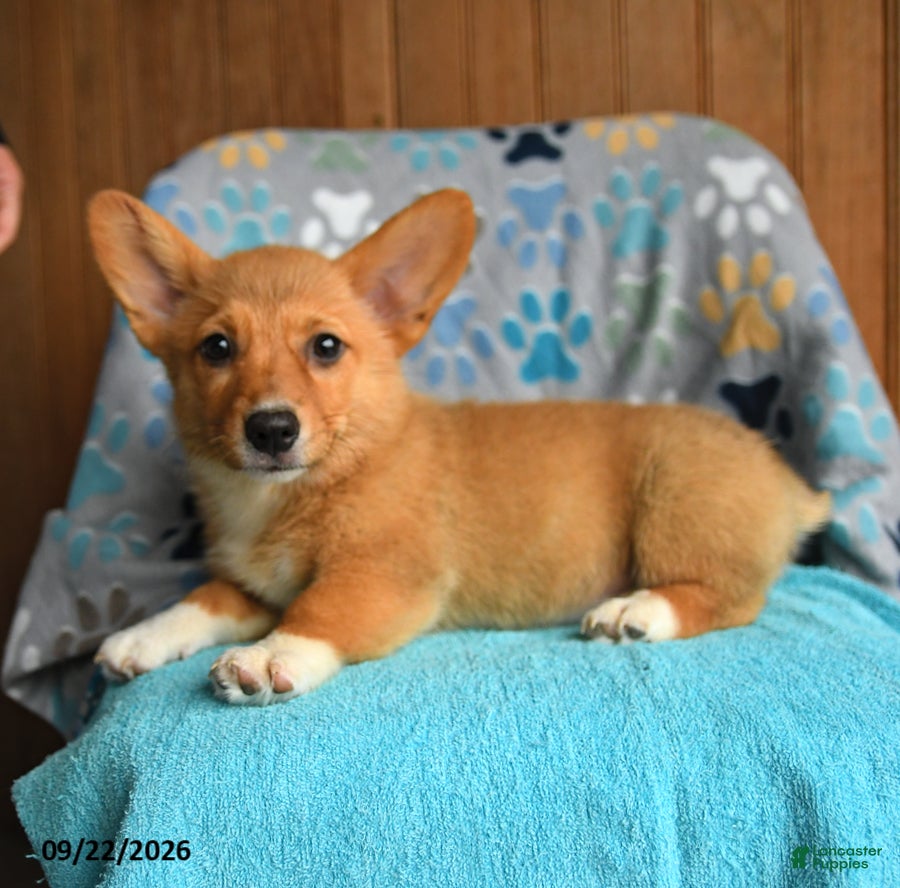 Welsh Corgi Pembroke dogs Lulu - Ad 1