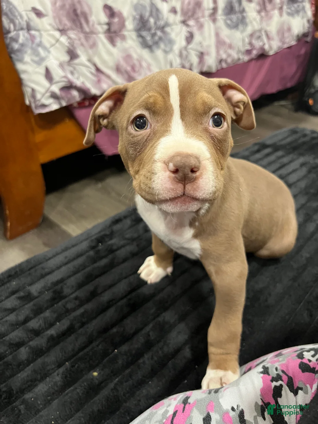 American Pit Bull Terrier dogs for sale: American Pit Bull Terrier Puppy 1 - Ad 1