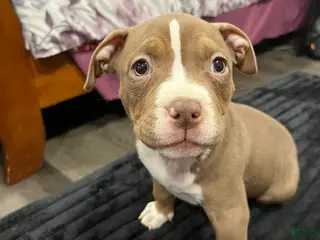 American Pit Bull Terrier dogs American Pit Bull Terrier Puppy 1 - Ad 20