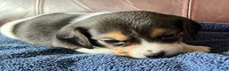 Beagle dogs for sale: Beagle 3 - Ad 3
