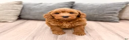 Mini Goldendoodle dogs for sale: Wally - Ad 4