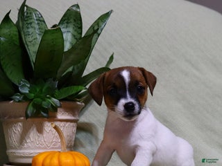 Jack Russell Terrier dogs - Ad 5