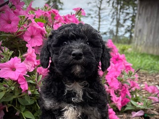 Miniature Labradoodle dogs - Ad 16