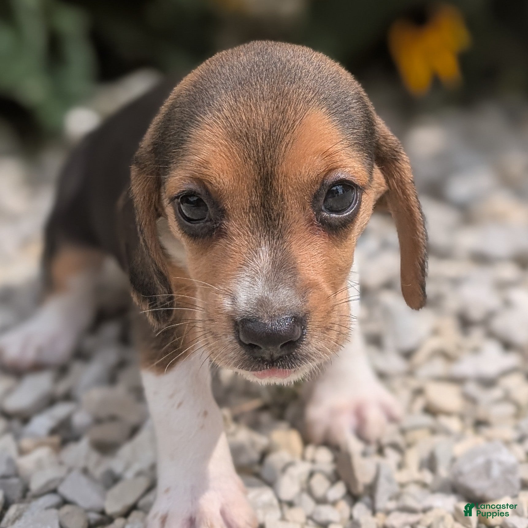 Beagle dogs Eggs - Ad 23