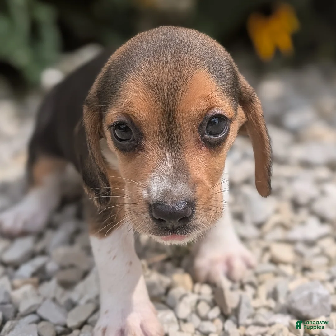 Beagle dogs for sale: Eggs - Ad 1