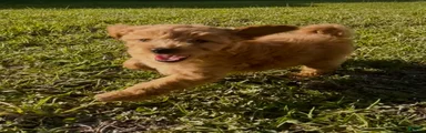 Mini Goldendoodle Puppy 3