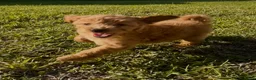 Mini Goldendoodle dogs for sale: Mini Goldendoodle Puppy 3 - Ad 1