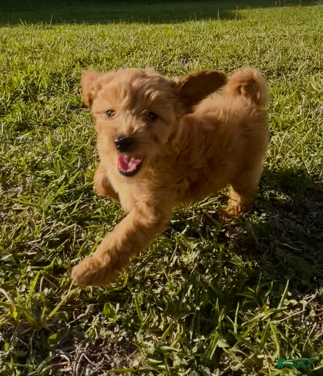 Mini Goldendoodle dogs for sale: Mini Goldendoodle Puppy 3 - Ad 1