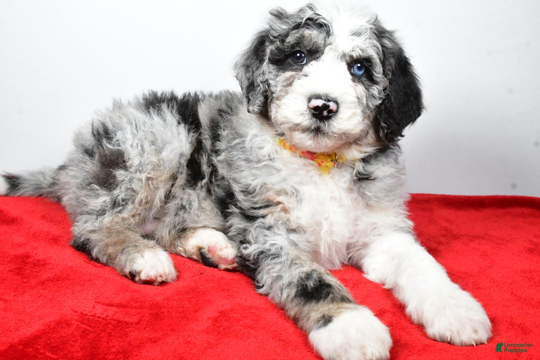 Sheepadoodle dogs for sale: Max - Ad 1