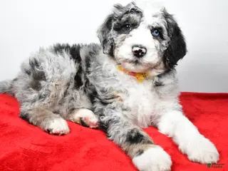 Sheepadoodle dogs Max - Ad 20