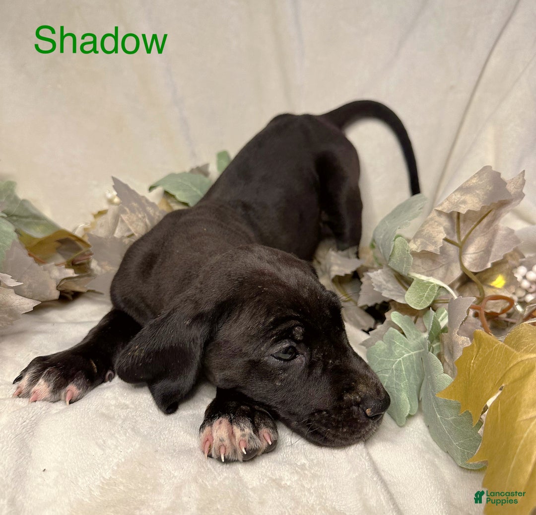 Great Dane dogs for sale: Shadow  - Ad 7