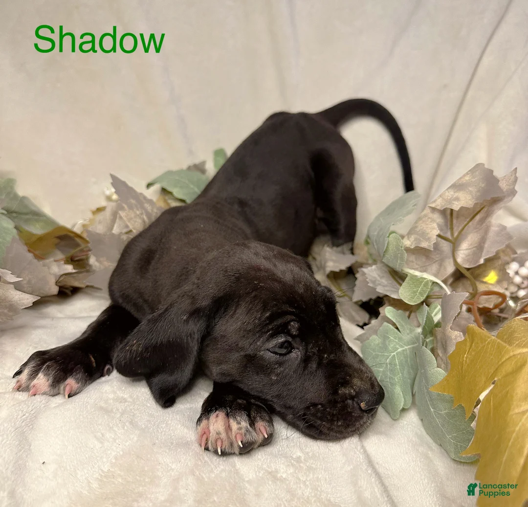 Great Dane dogs for sale: Shadow  - Ad 9