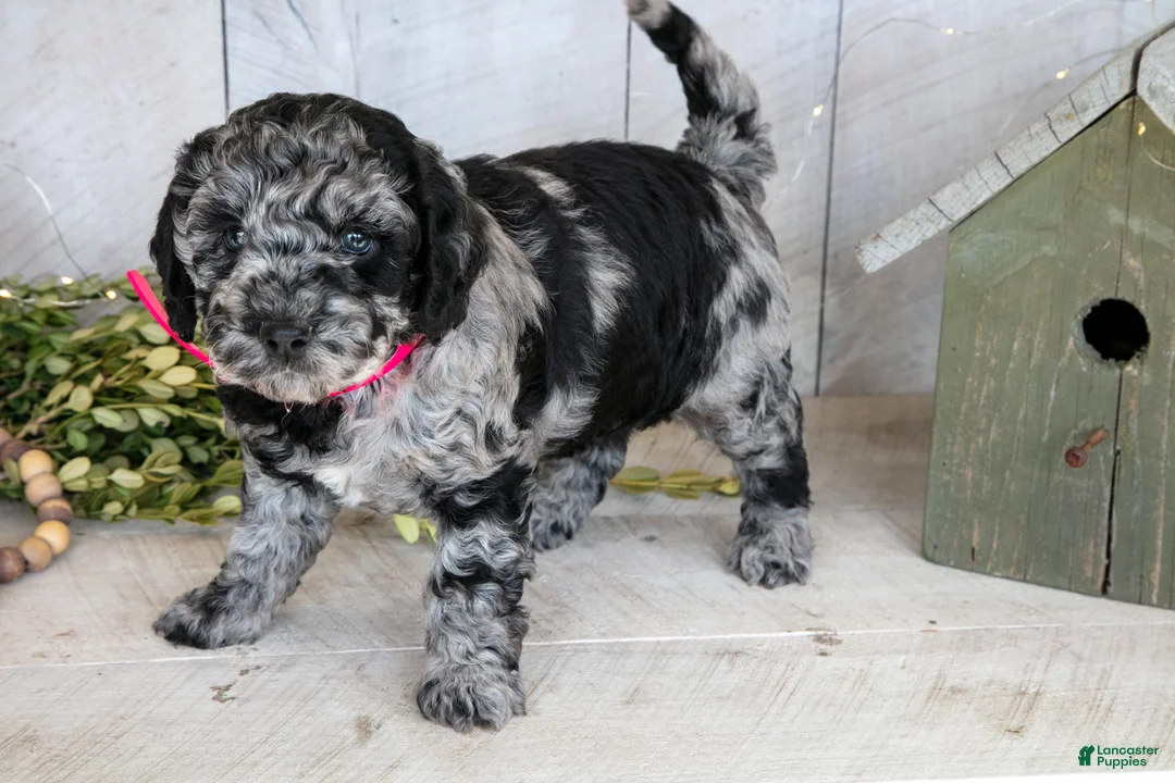 Miniature Labradoodle dogs for sale: Molly - Ad 2