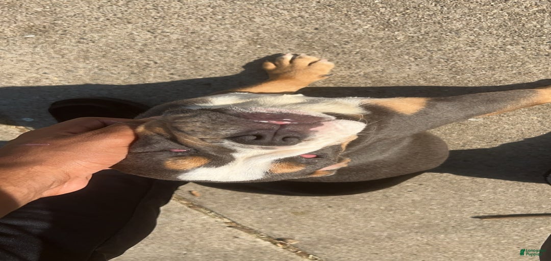 Gallery Image {{count}}