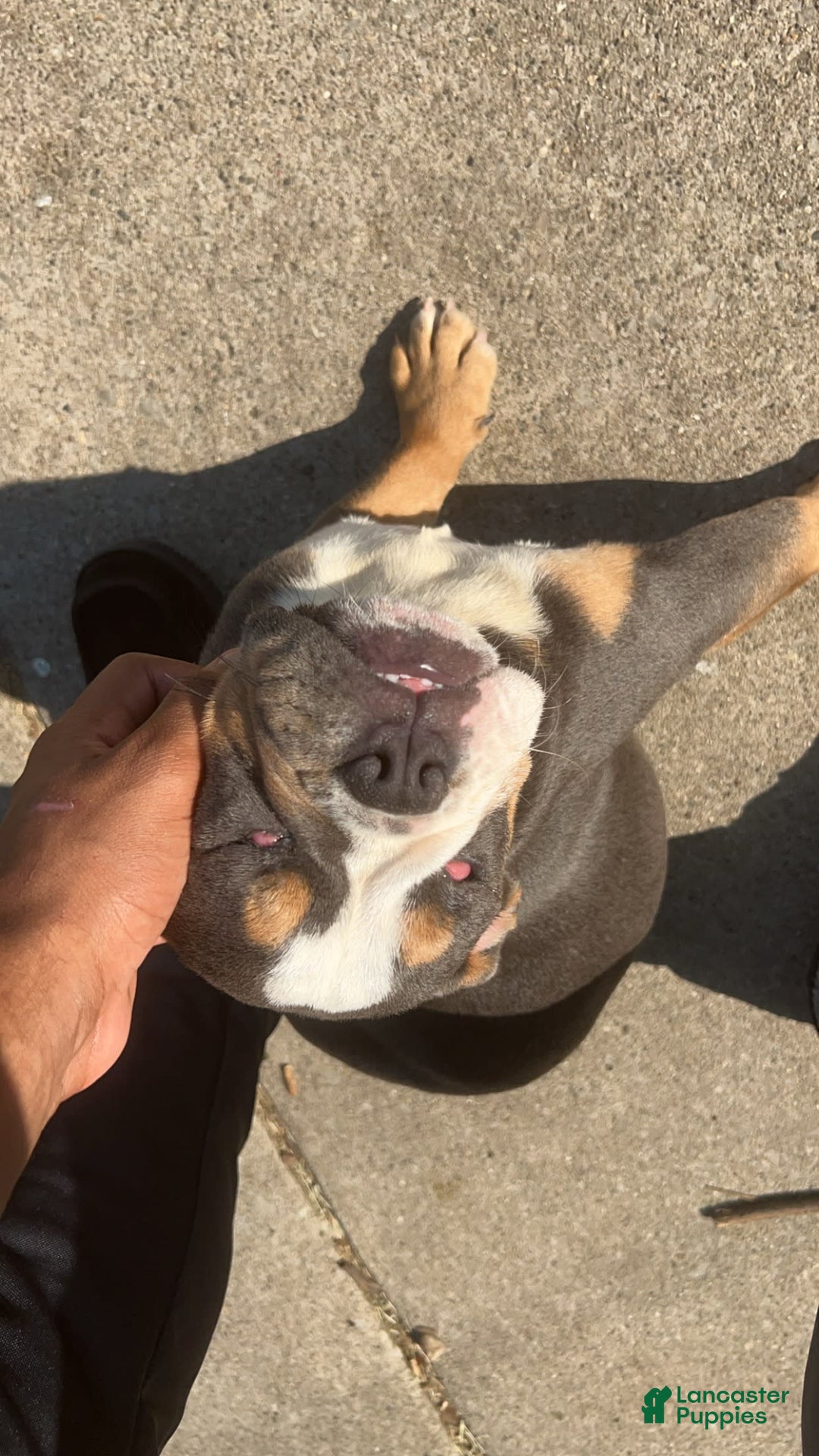 Gallery Image {{count}}