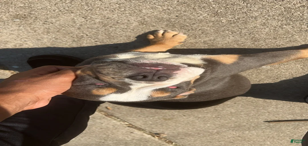 Gallery Image {{count}}