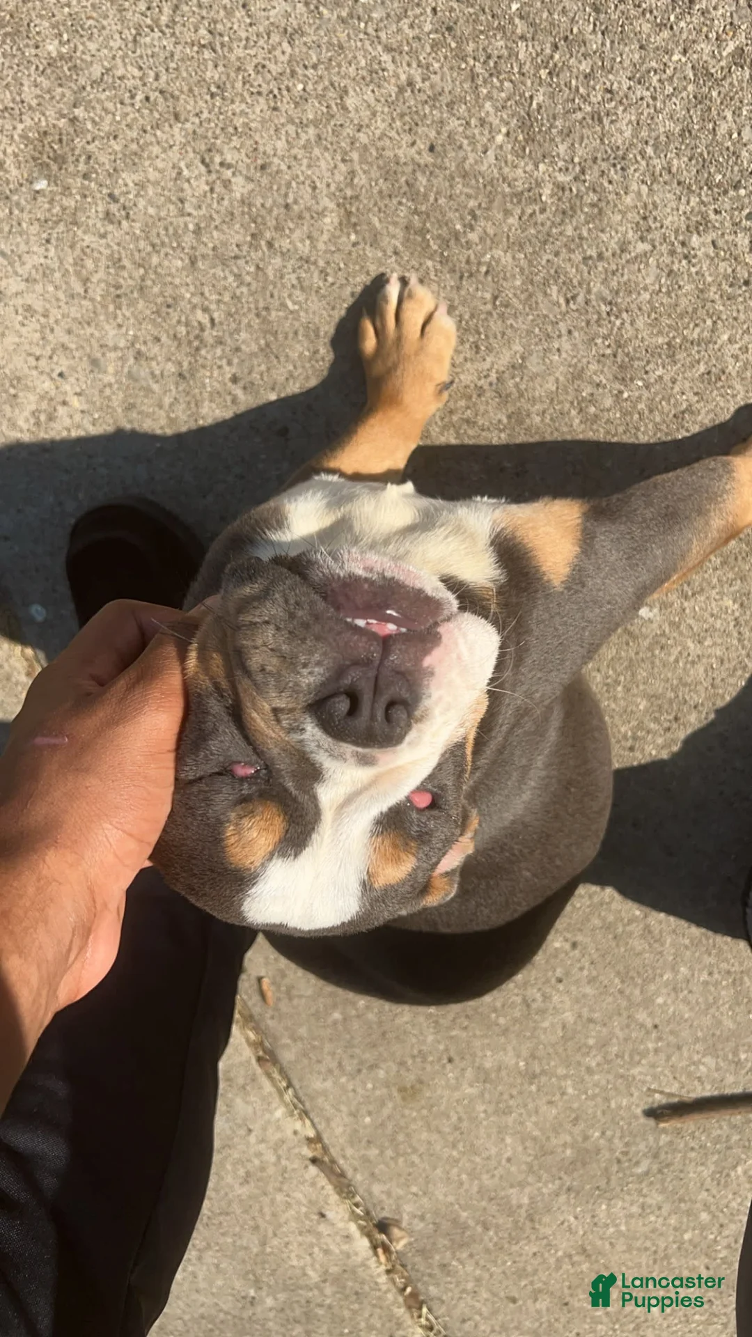 Gallery Image {{count}}