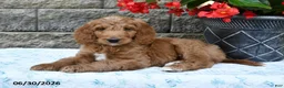 Goldendoodle dogs for sale: Nacho - Ad 3