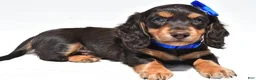 Miniature Dachshund dogs for sale: Duke - Ad 10