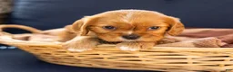 Cavalier King Charles Spaniel dogs for sale: Chow - Ad 4