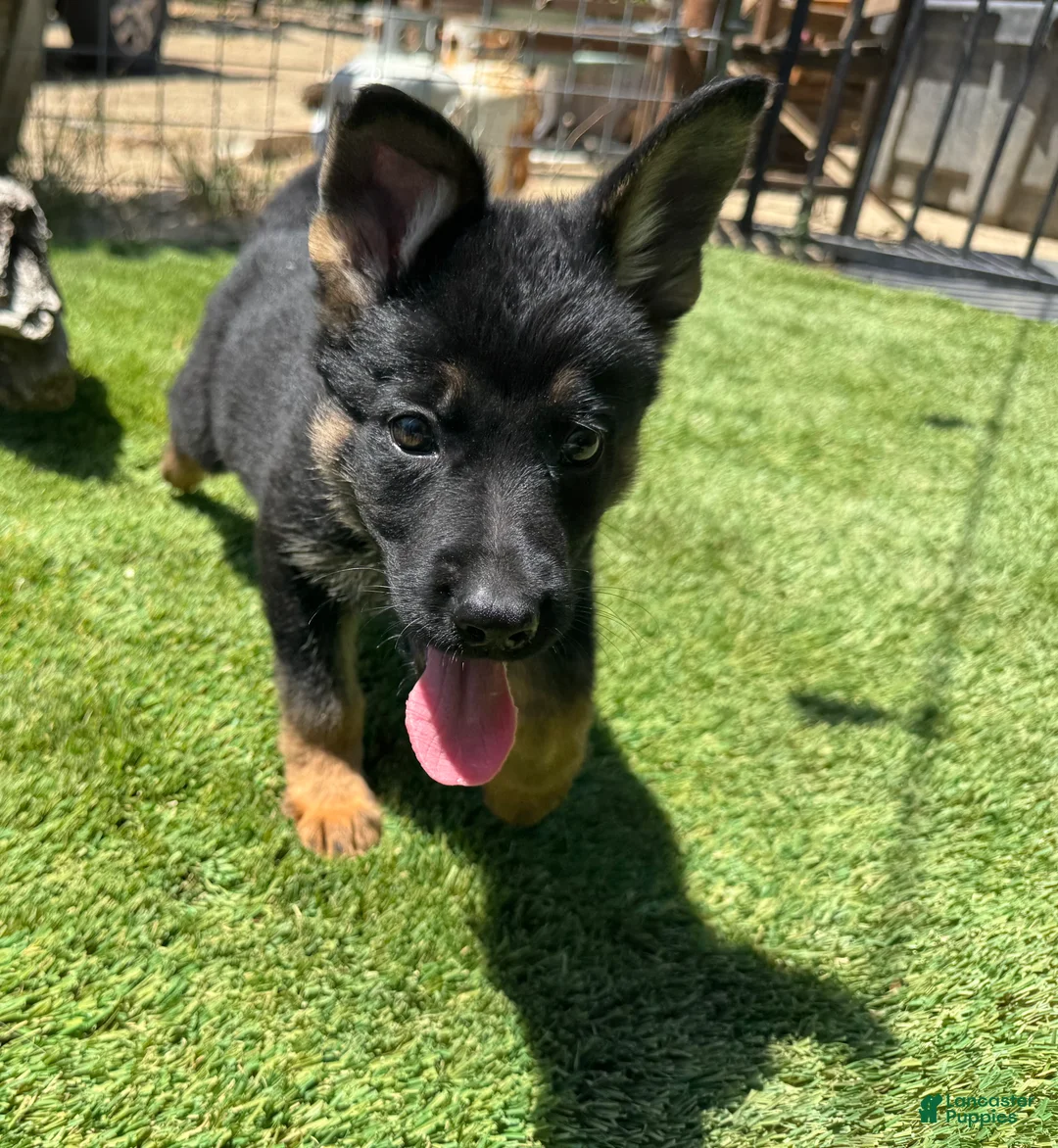 German Shepherd dogs for sale: German Shepherd 3 - Ad 1