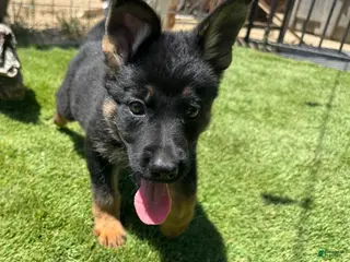 German Shepherd dogs for sale: German Shepherd 3 - Ad 3