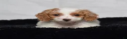 Cavapoo dogs for sale: Willow - Ad 5