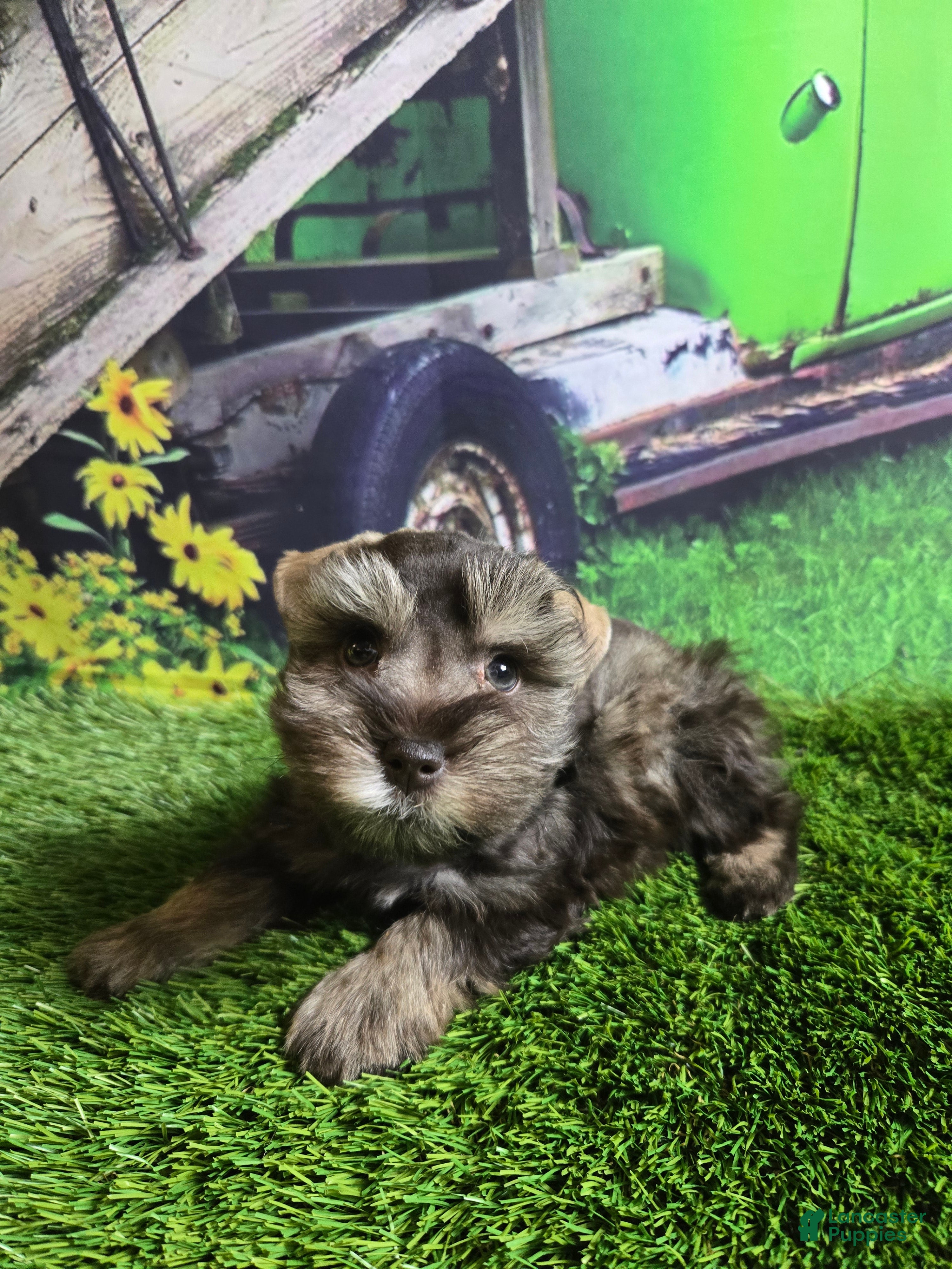 Miniature Schnauzer dogs Joseph - Ad 6