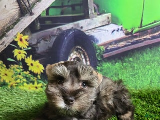 Miniature Schnauzer dogs Joseph - Ad 1