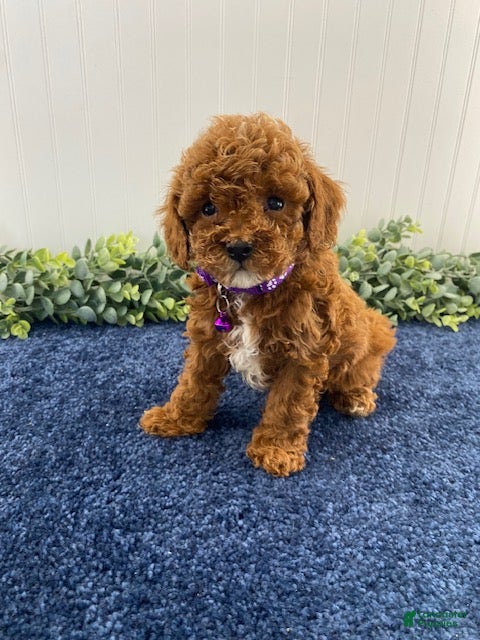 Cavapoo dogs Mason - Ad 1